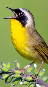 Merlin Bird ID by Cornell Lab screenshot