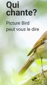 Picture Bird - Bird Identifier screenshot