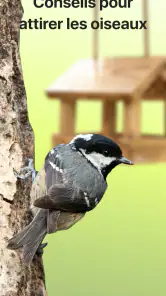 Picture Bird - Bird Identifier screenshot