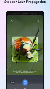 Picture Insect - Insectes ID screenshot