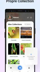 Picture Insect - Insectes ID screenshot