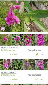 PlantNet Identification Plante screenshot