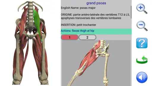 Visual Anatomy 2 screenshot