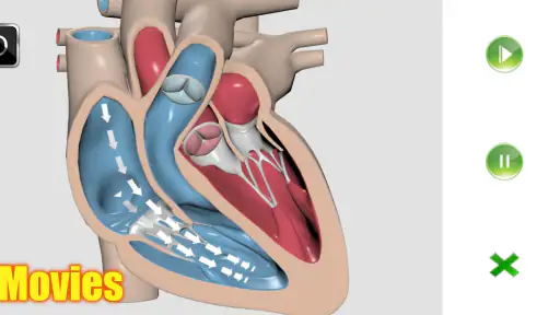 Visual Anatomy 2 screenshot