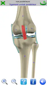 Visual Anatomy 2 screenshot