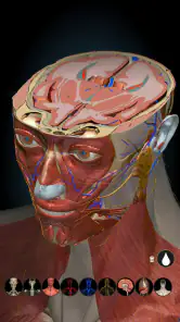 Anatomy Learning - Anatomia 3D screenshot