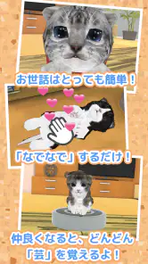 ねこ育成ゲーム - 子猫をのんびり育てる癒しの猫育成ゲーム screenshot
