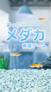 まったりメダカ育成ゲーム screenshot