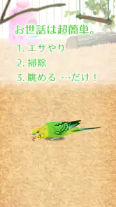 癒しのインコ育成ゲーム screenshot