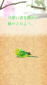 癒しのインコ育成ゲーム screenshot