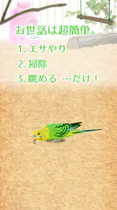 癒しのインコ育成ゲーム screenshot