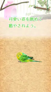 癒しのインコ育成ゲーム screenshot