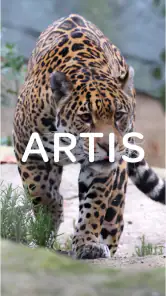 ARTIS screenshot