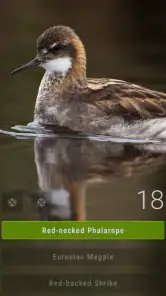 Bird Quiz: Aves Europe screenshot