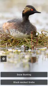 Bird Quiz: Aves Europe screenshot