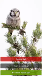 Bird Quiz: Aves Europe screenshot
