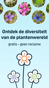 Flora Incognita screenshot