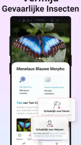 Picture Insect - Insecten ID screenshot