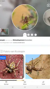 Picture Insect - Insecten ID screenshot