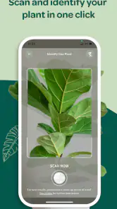 Willow screenshot