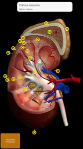 Anatomia - Atlas 3D screenshot