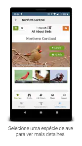 BirdNET screenshot