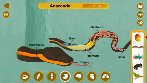 Como funcionam os animais? screenshot