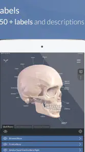 Head Atlas screenshot