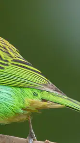 Merlin Bird ID por Cornell Lab screenshot