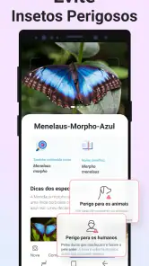 Picture Insect - Insetos ID screenshot