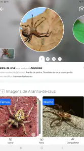 Picture Insect - Insetos ID screenshot