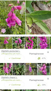 PlantNet Identificação planta screenshot