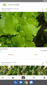 PlantNet Identificação planta screenshot