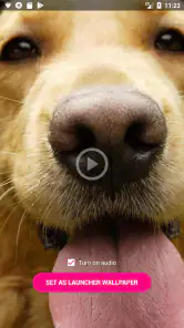 Vídeo Papel de Parede ao Vivo screenshot