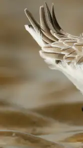 Merlin 鸟种识别 by Cornell Lab screenshot