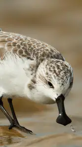 Merlin 鸟种识别 by Cornell Lab screenshot