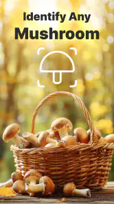 Mushroom Identification screenshot