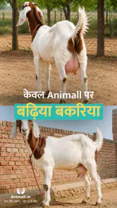 कोई भी पशु ख़रीदे बेचे Animall screenshot