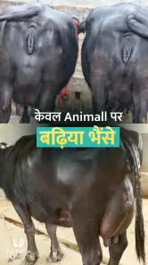 कोई भी पशु ख़रीदे बेचे Animall screenshot